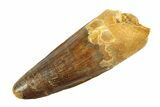 Fossil Spinosaurus Tooth - Real Dinosaur Tooth #346786-1